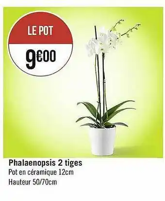 Phalaenopsis 2 Tiges