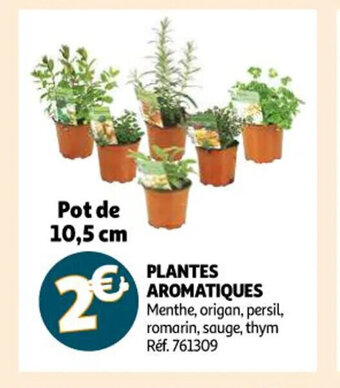 Auchan Plantes Aromatiques offre