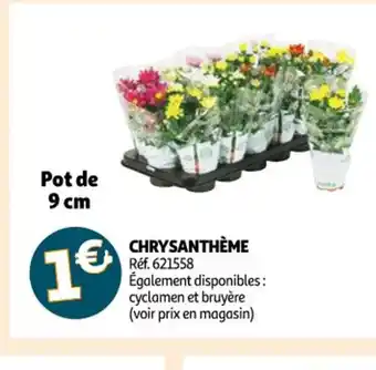 Auchan Chrysanthème offre