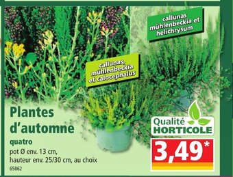 Norma Plantes d'Automne offre