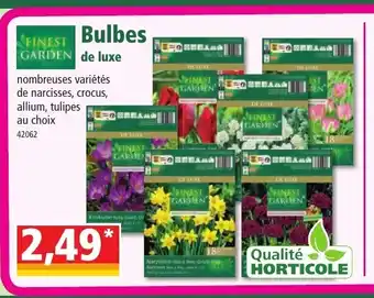 Norma Bulbes de luxe offre