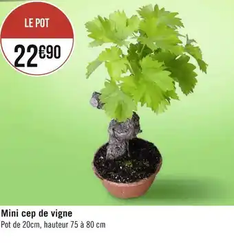Mini cep de vigne