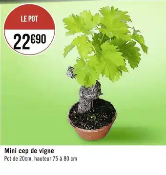 Mini cep de vigne