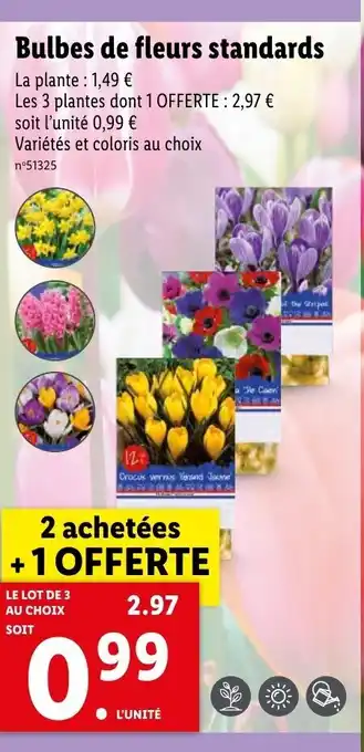 Lidl Bulbes de fleurs standards offre