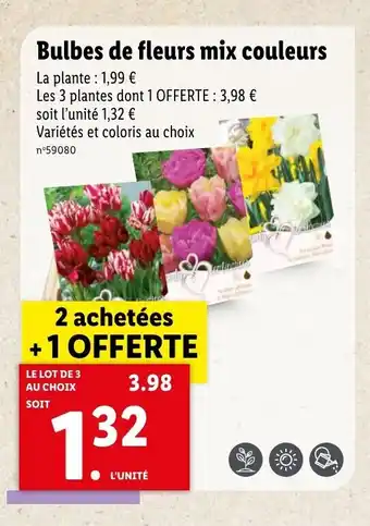 Bulbes de fleurs mix couleurs