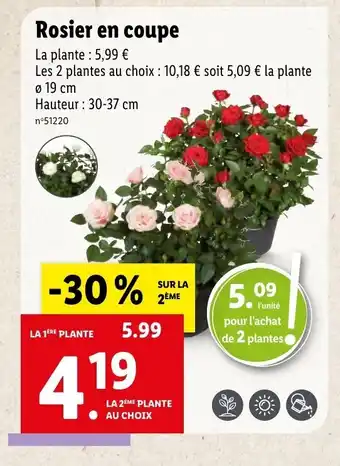 Lidl Rosier en coupe offre