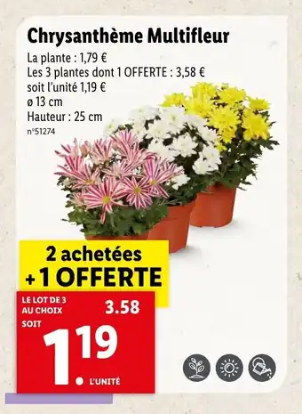 Lidl Chrysanthème multifleur offre
