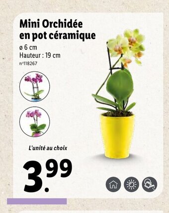 Lidl Mini orchidée en pot céramique offre