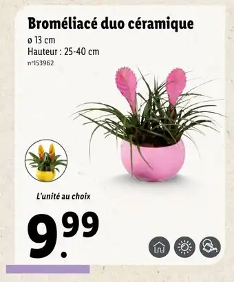 Lidl Broméliacé duo céramique offre
