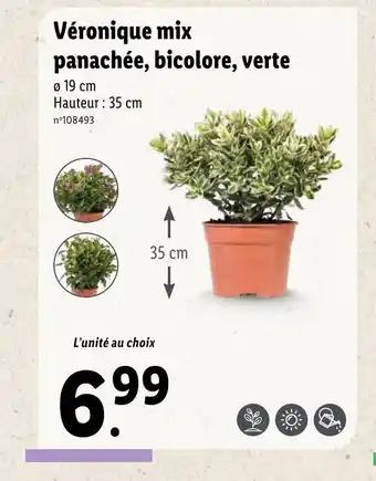 Lidl Véronique mix panachée, bicolore, verte offre