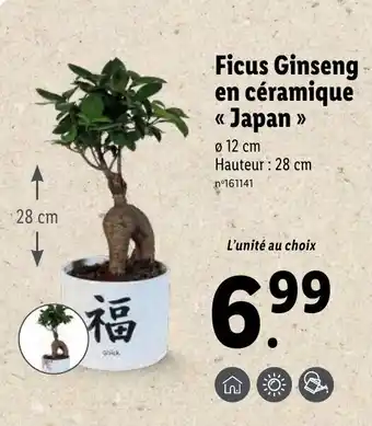 Lidl Ficus ginseng en céramique japan offre