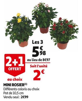 Auchan Mini rosier offre