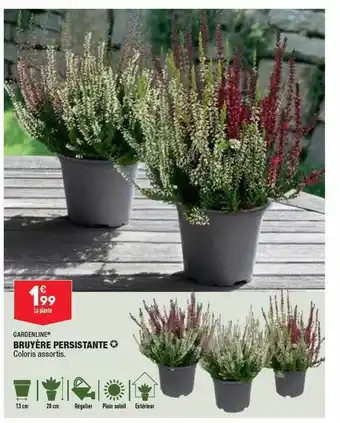 ALDI Bruyère persistante gardenline offre