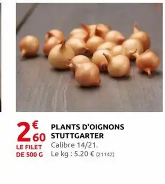 Rural Master Plants D'Oignons Stuttgarter offre