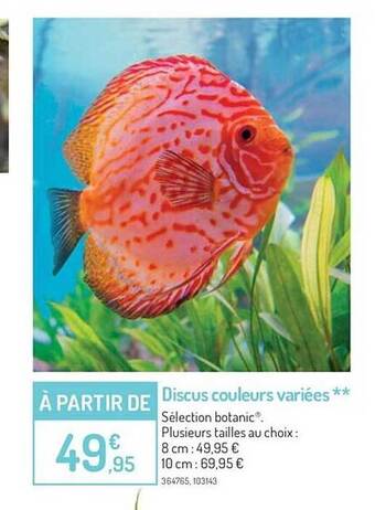 Botanic Discus couleurs variées offre