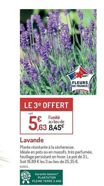 Lavande