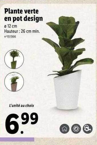 Lidl Plante verte en pot design offre
