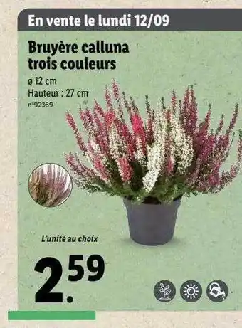 Lidl Bruyère calluna trois couleurs offre