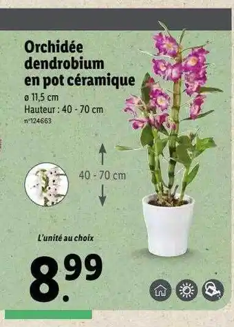 Lidl Orchidée dendrobium en pot céramique offre