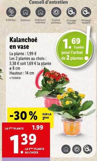 Lidl Kalanchoé en vase offre