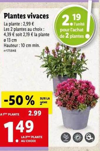 Lidl Plantes vivaces offre