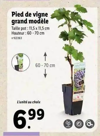 Lidl Pied de vigne grand modèle offre