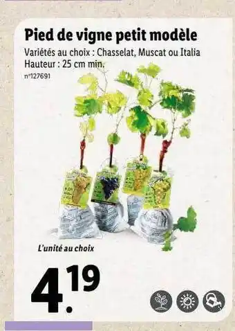 Lidl Pied de vigne petit modèle offre