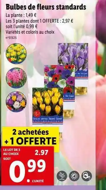 Lidl Bulbes de fleurs standards offre