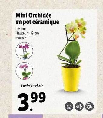 Lidl Mini orchidée en pot céramique offre