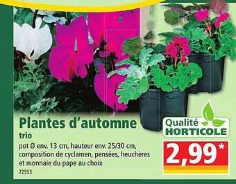 Norma Plantes d'automne trio offre