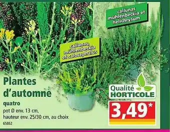Norma Plantes d'automne quatro offre
