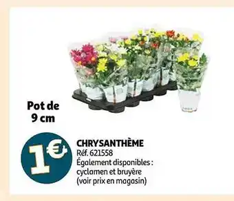 Auchan Chrysanthème offre