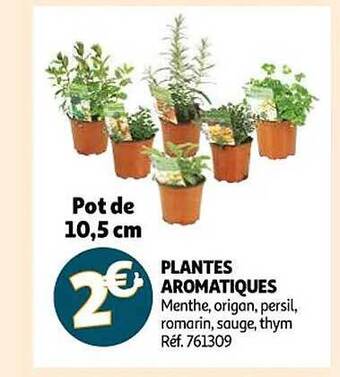 Auchan Plantes aromatiques offre