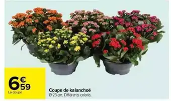 Carrefour Coupe de kalanchoé offre