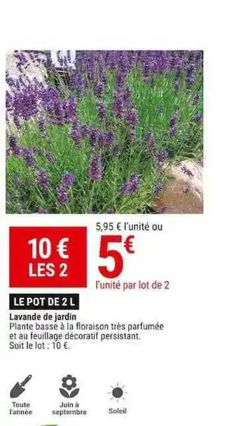 Lavande de jardin
