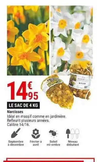 Narcisses