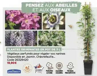 Bricomarché Plantes grimpantes en pot de 3l jardibest offre