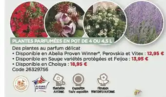 Bricomarché Plantes parfumées en pot de 4 ou 4,5l offre