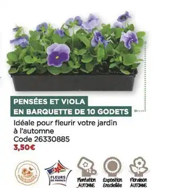 Bricomarché Pensées et viola en barquette de 10 godets offre