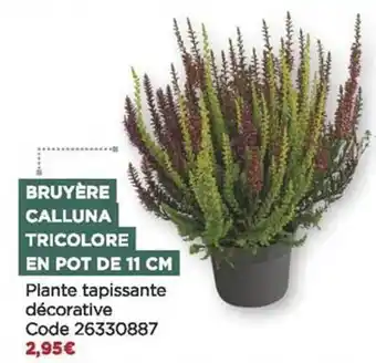 Bricomarché Bruyère calluna tricolore en pot de 11 cm offre