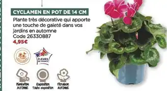 Cyclamen en pot de 14 cm
