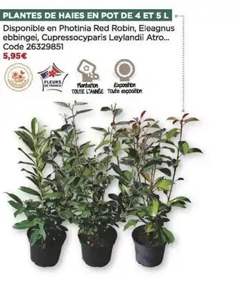 Bricomarché Plantes de haies en pot de 4 et 5l offre