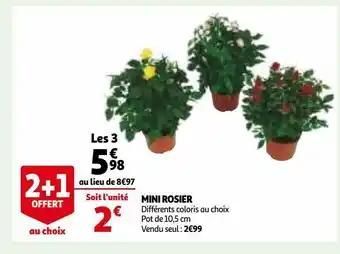 Auchan Mini rosier offre