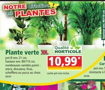 Plante Verte