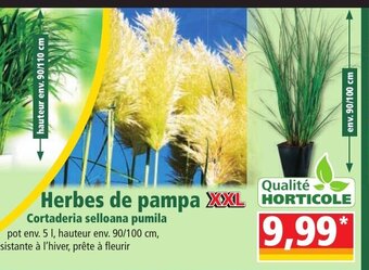 Norma Herbes de Pampa offre
