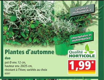 Norma Plantes d'Automne offre