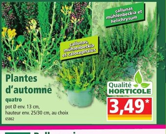 Norma Plantes d'Automne offre