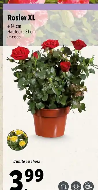 Lidl Rosier XL offre