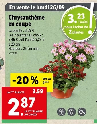 Lidl Chrysanthème En Coupe offre