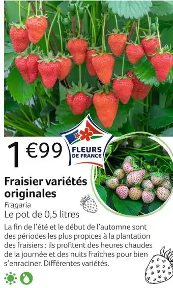 Fraisier variétés originales
